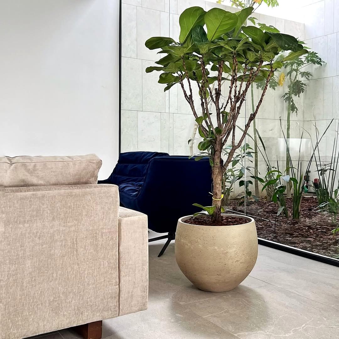 fiddle leaf fig with spotlight