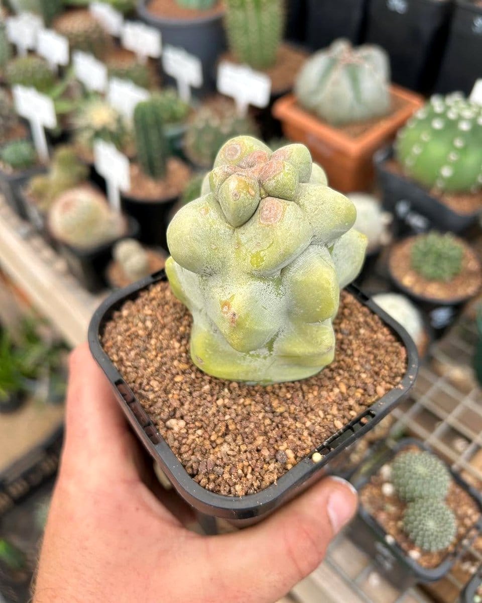totem pole cactus in garden