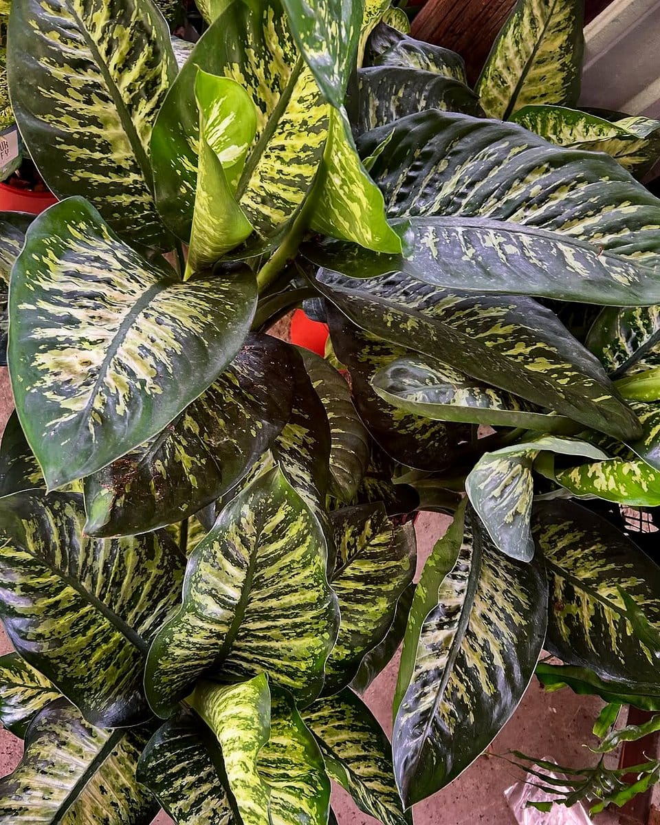 croton with dumb cane in a room