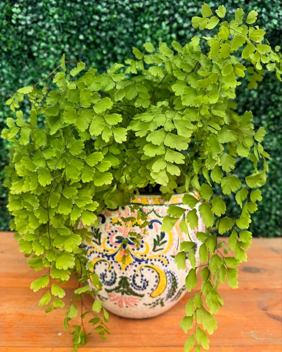 maidenhair fern in vintage pot
