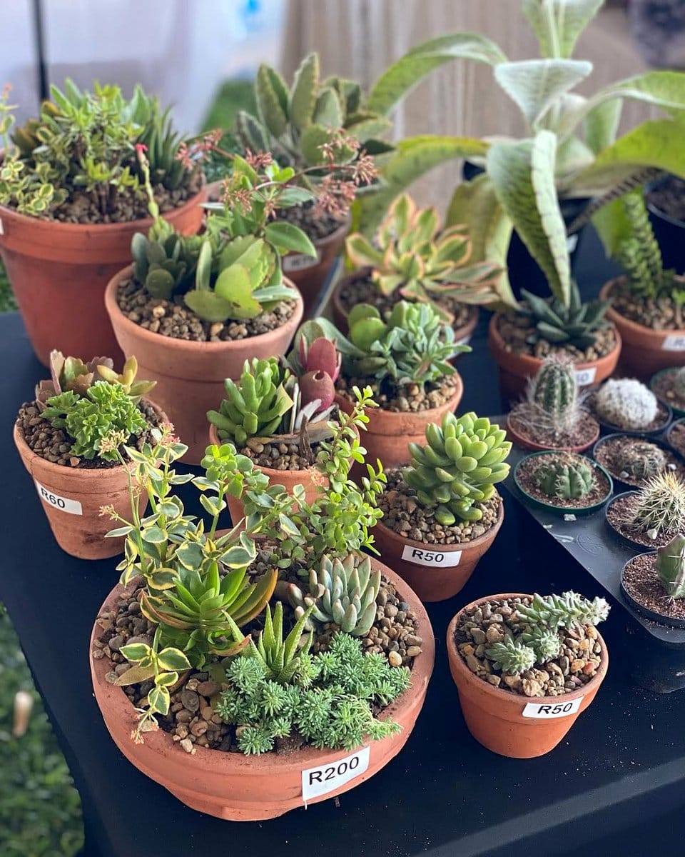 Assorted cacti on windowsill