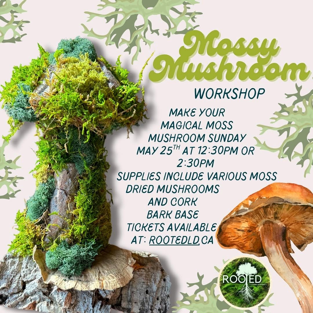 Perfectly arranged mushroom circle on moss