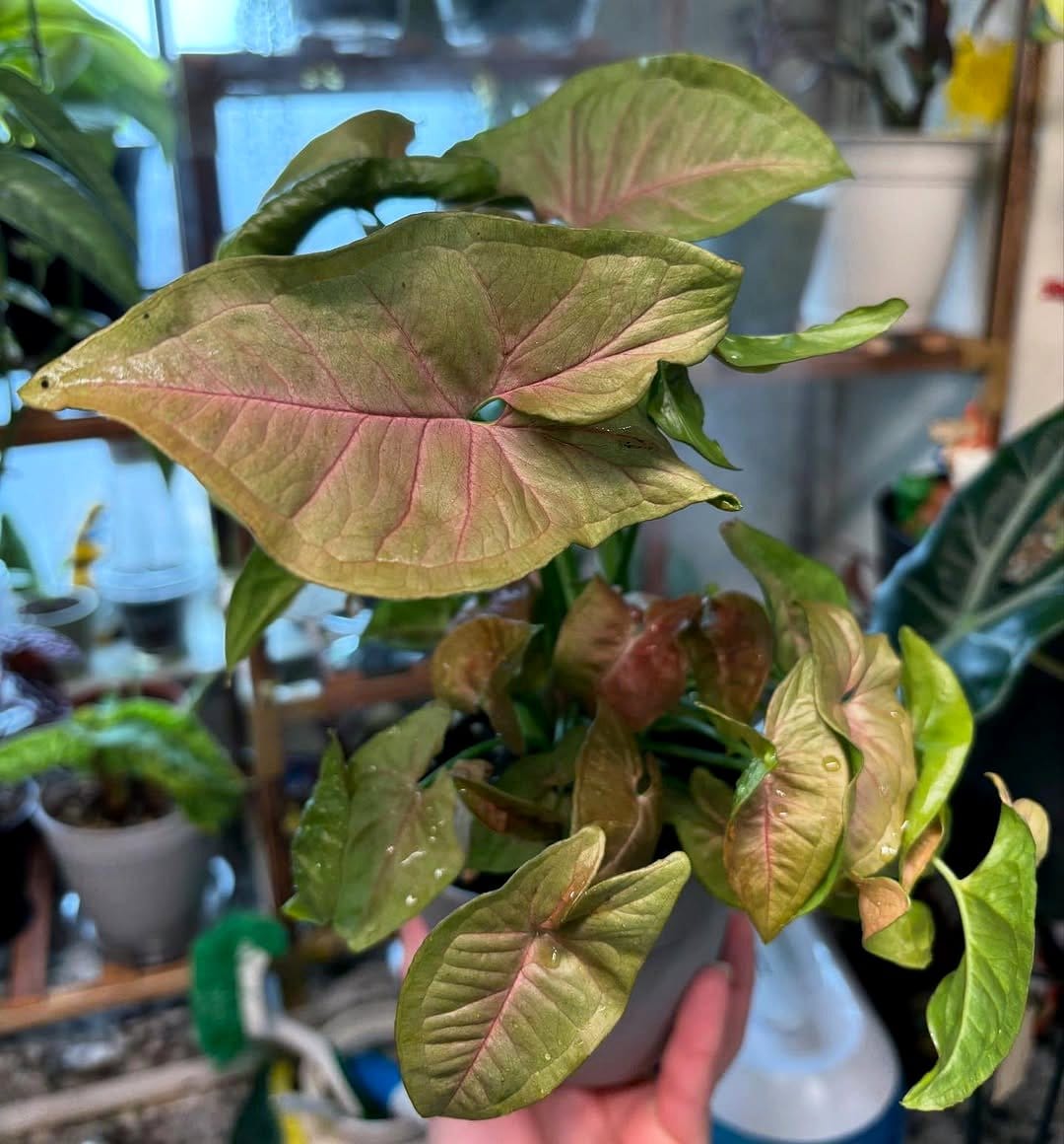 syngonium neon robusta in planter