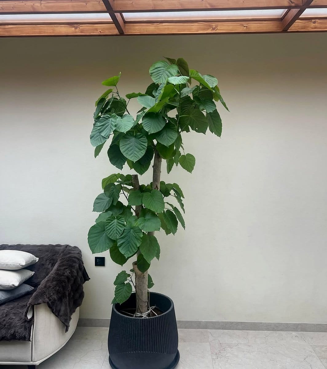 Jade bonsai tree with thick leaves