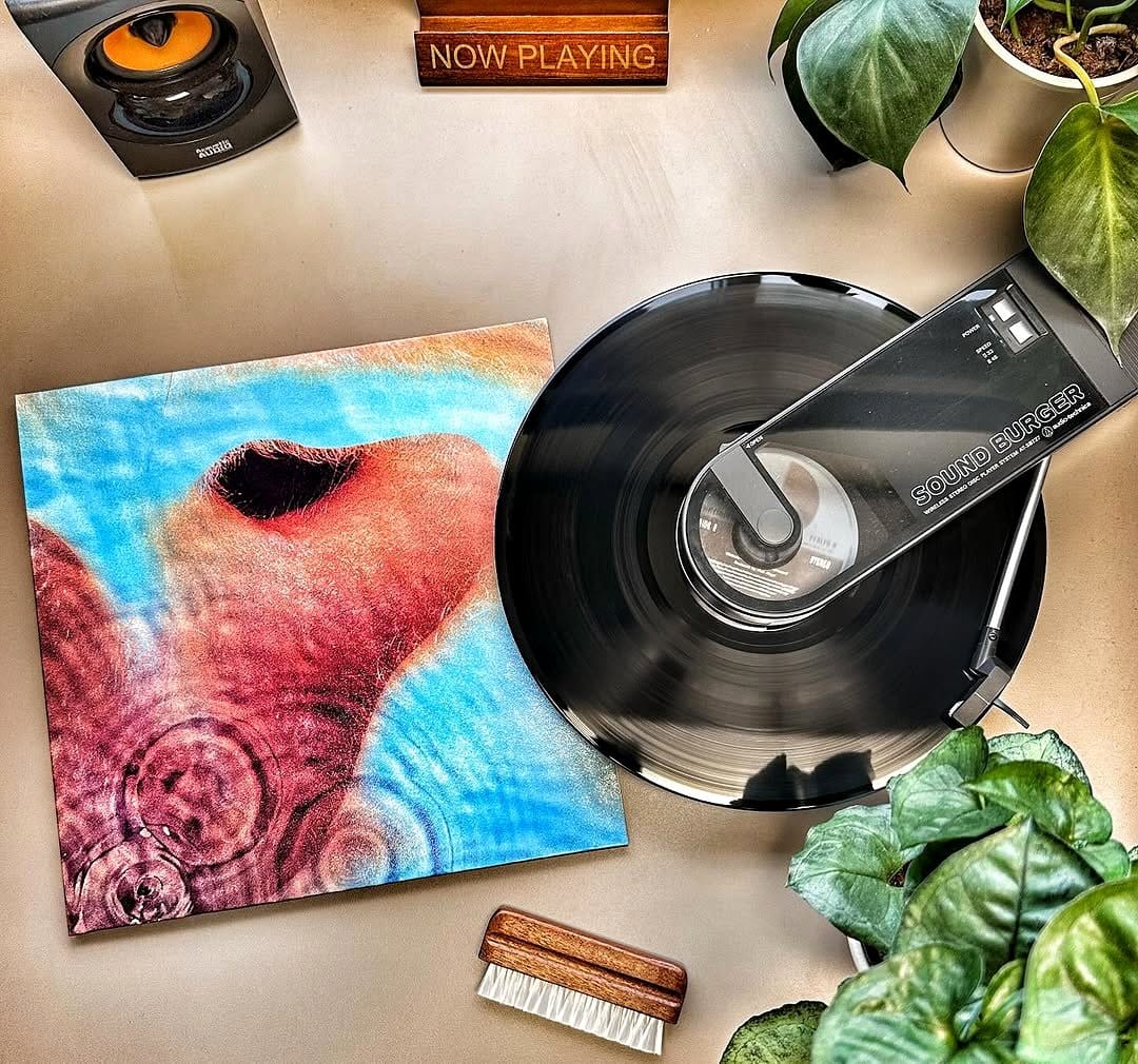large leaf plants with record player