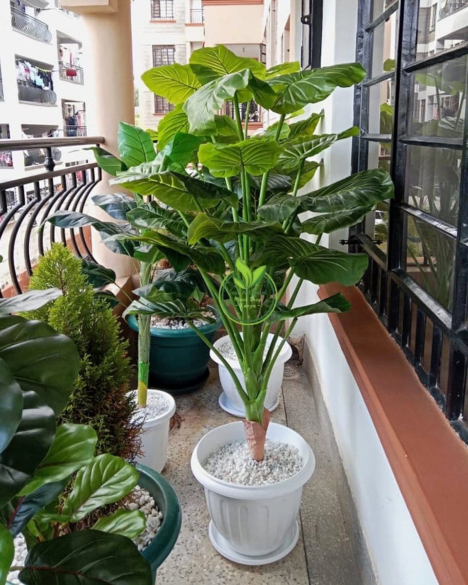 alocasia leaves with TV console