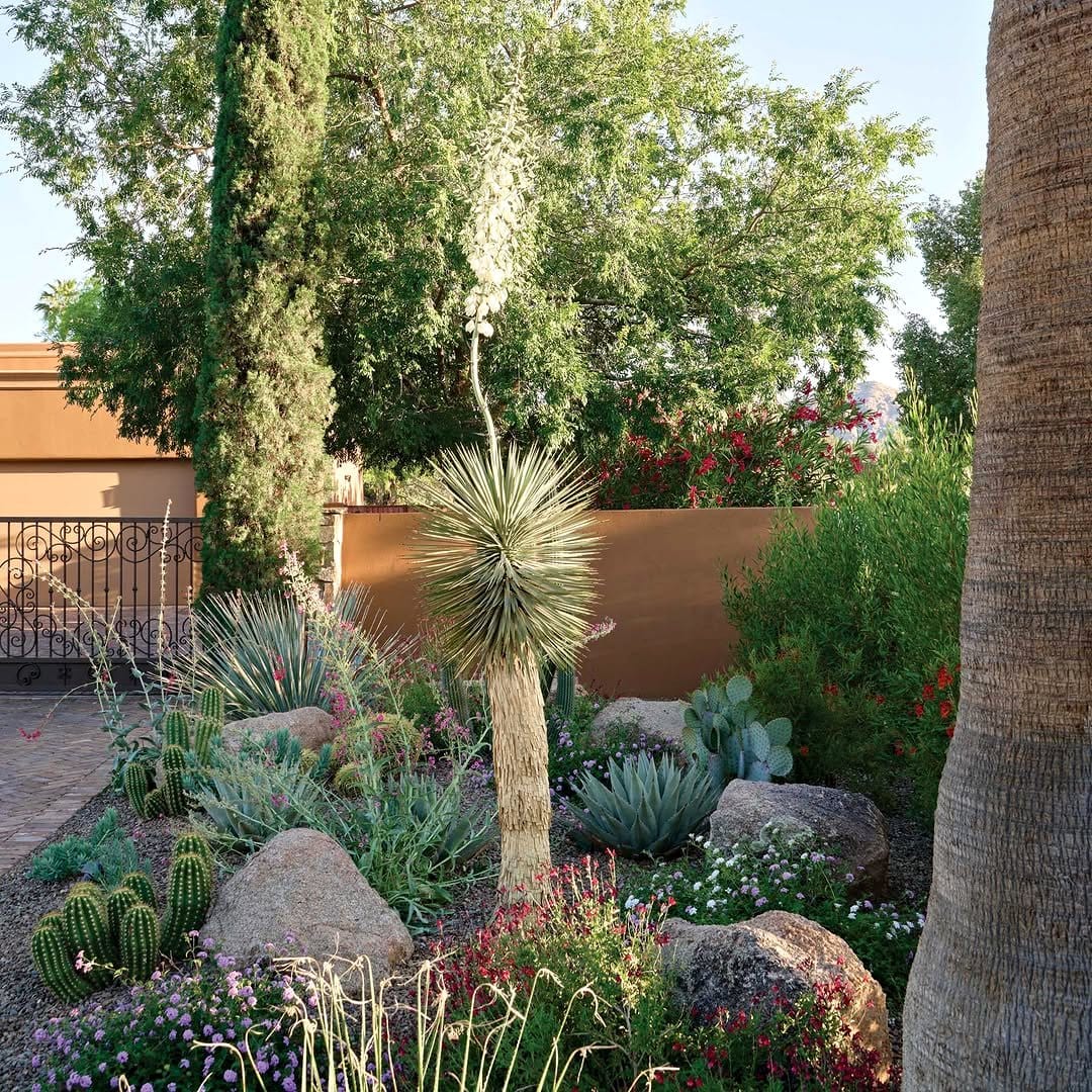 yucca rostrata in landscape