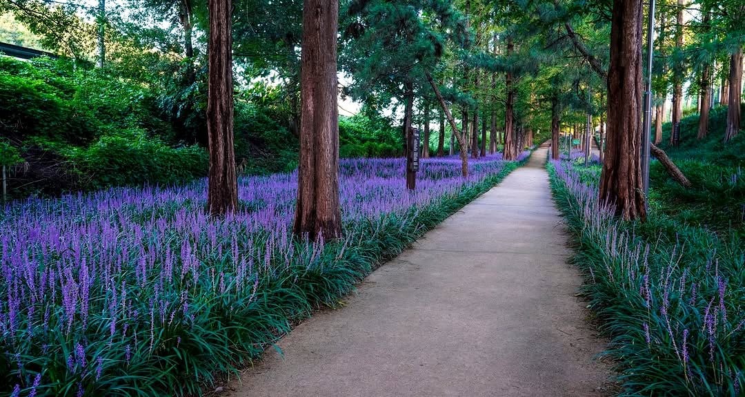 liriope border along walkway