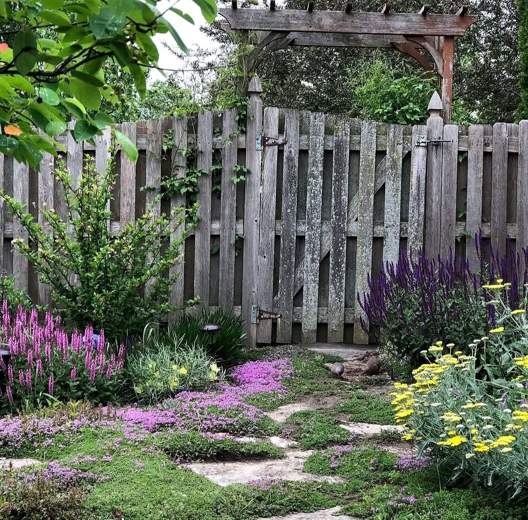 flowering thyme in stone path