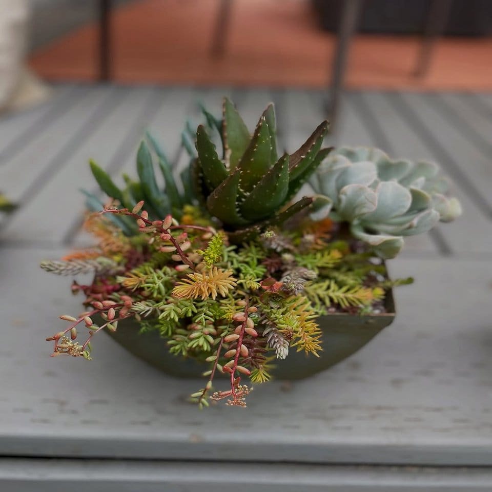Room divider with shells and succulents