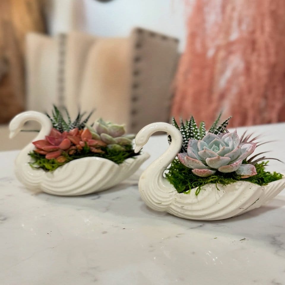 Large seashell succulent planter