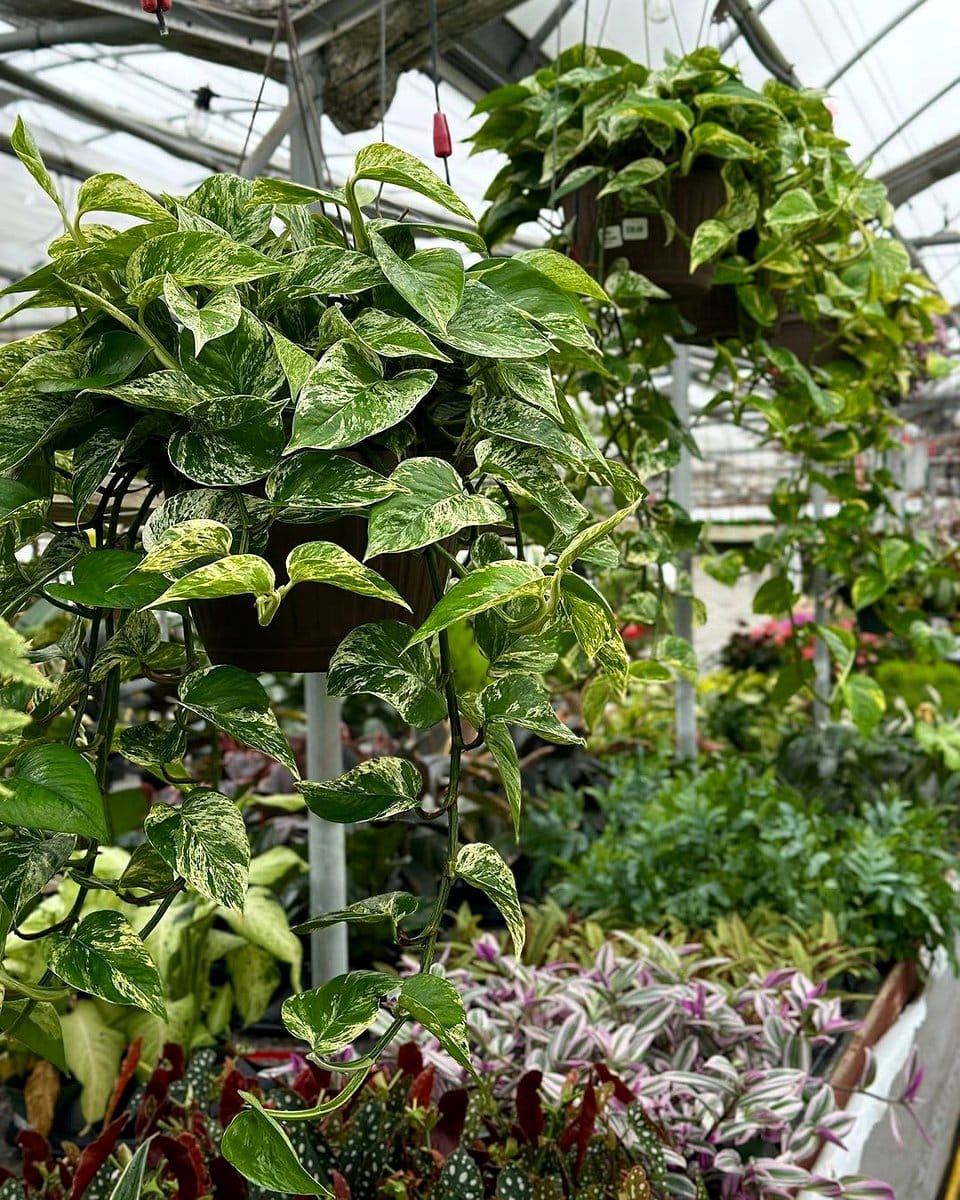 pothos in a hanging basket