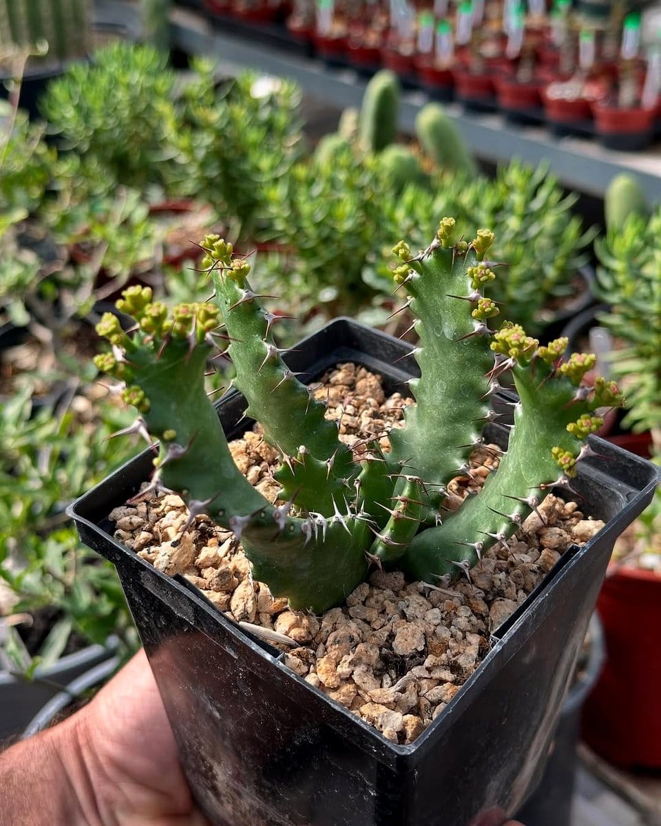 tall cactus with small succulents