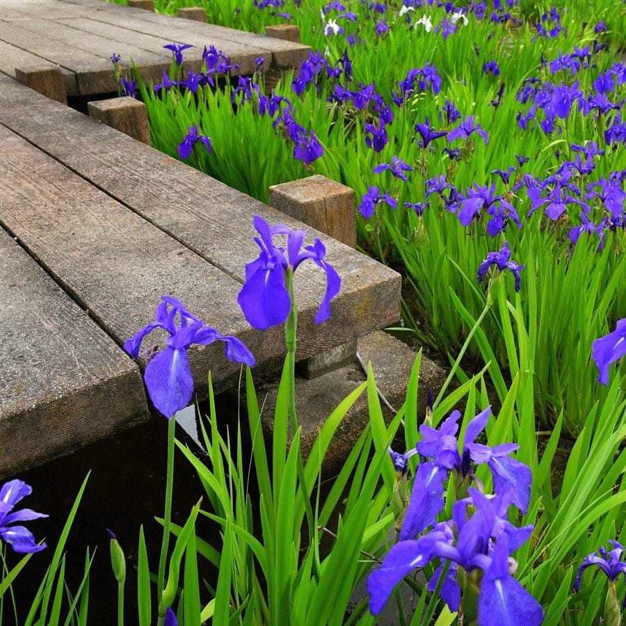 japanese iris in water garden