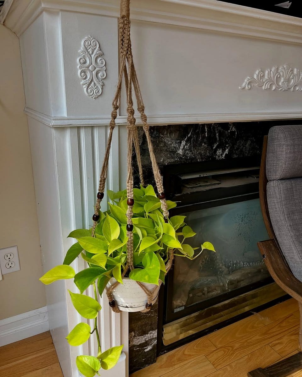 pothos paradise in macrame hangers