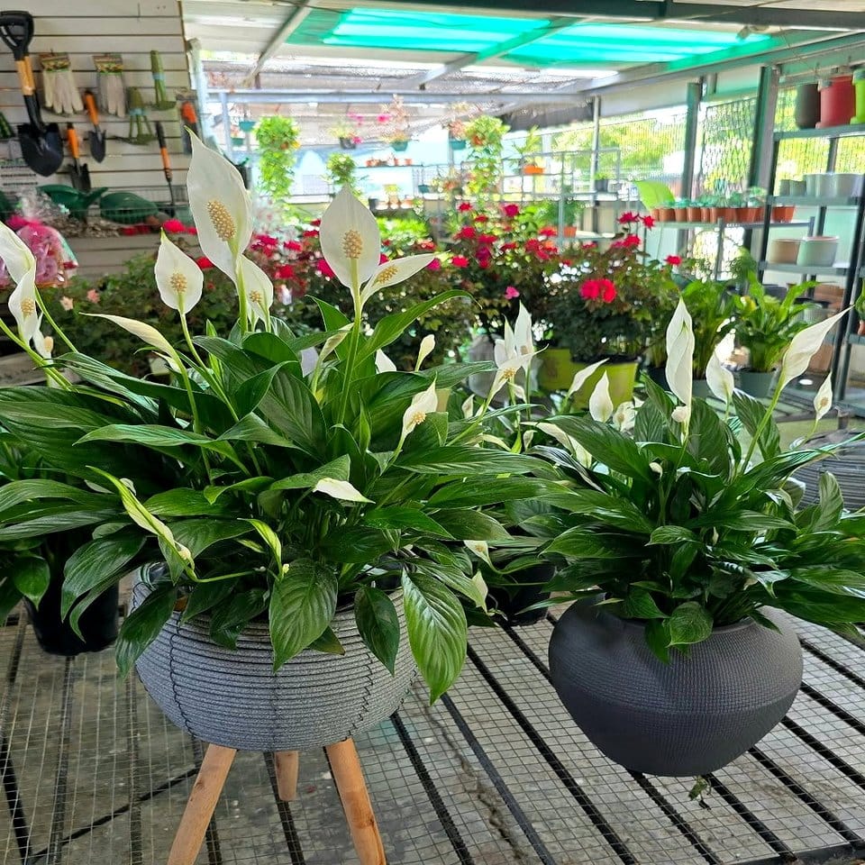 Peace lily with white blooms in elegant glass vase