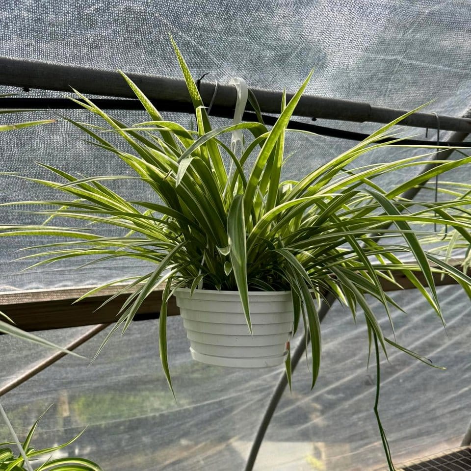 Spider plant with arching leaves in chic hanging pot