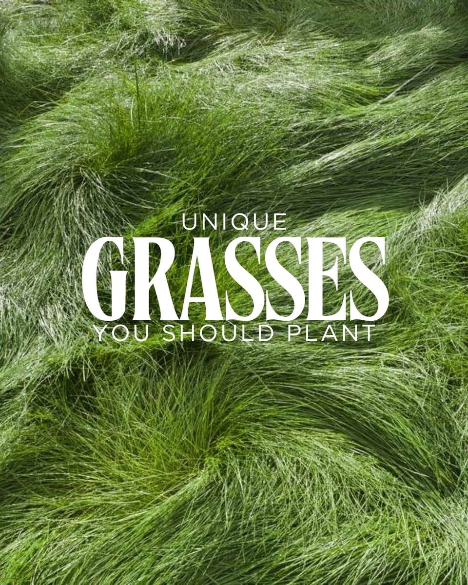 black mondo grass in planter