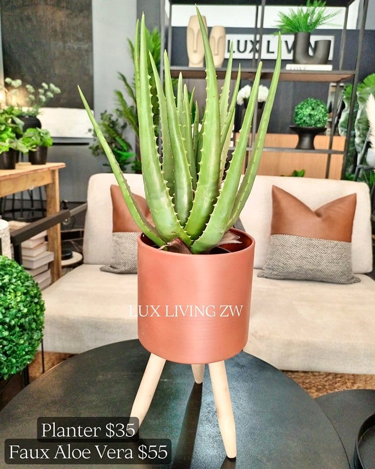 Aloe vera plant in sleek white pot