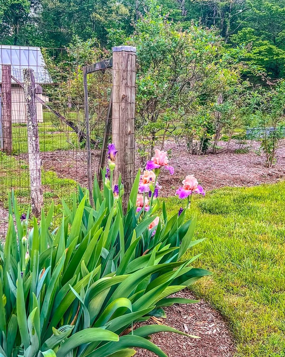 garden with diverse seasonal flowers