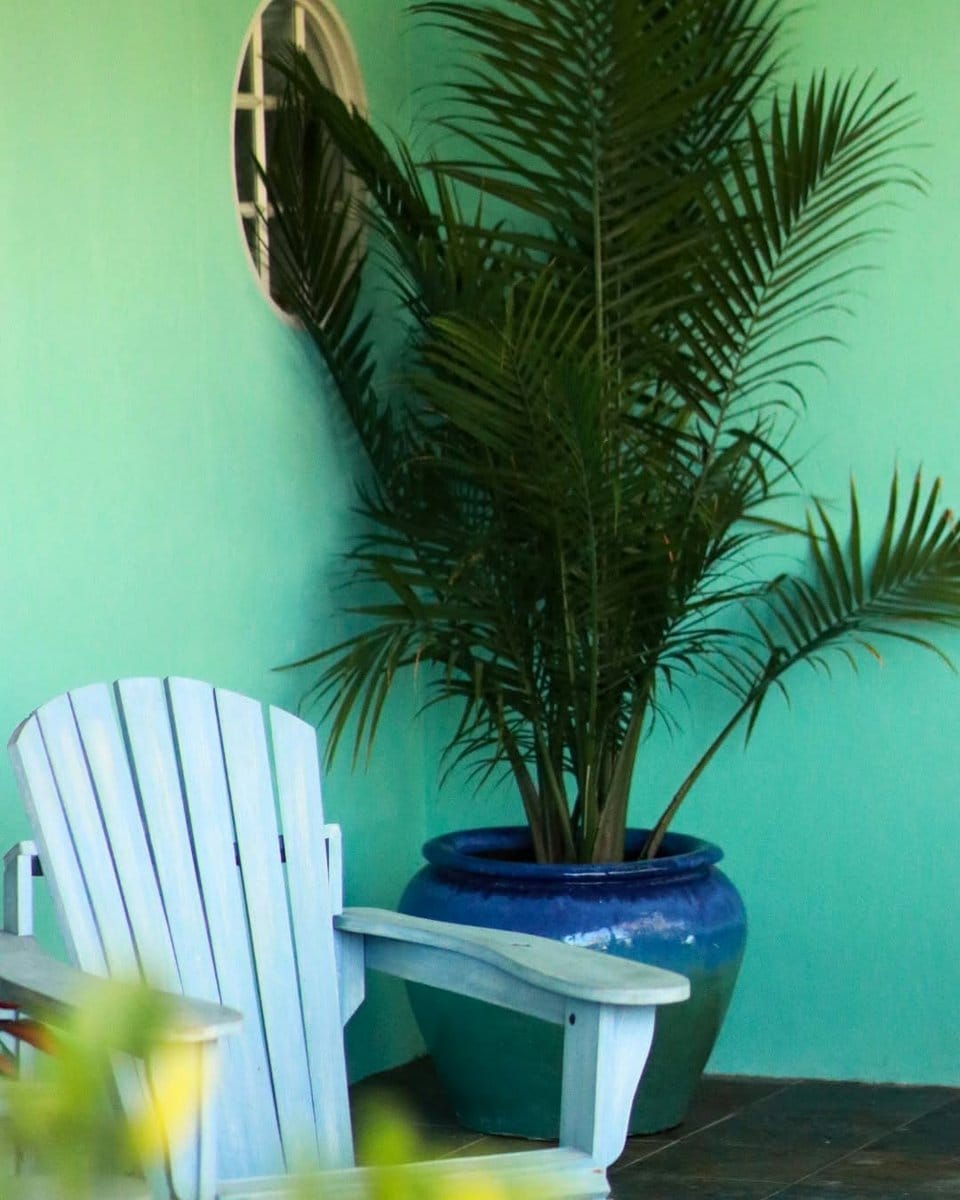 majesty palm on patio with wicker furniture