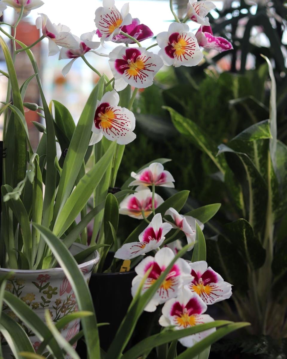 orchid with multiple blooms