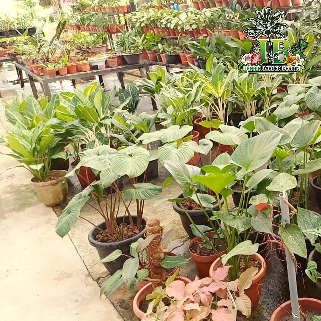 Indoor hanging garden with colorful foliage