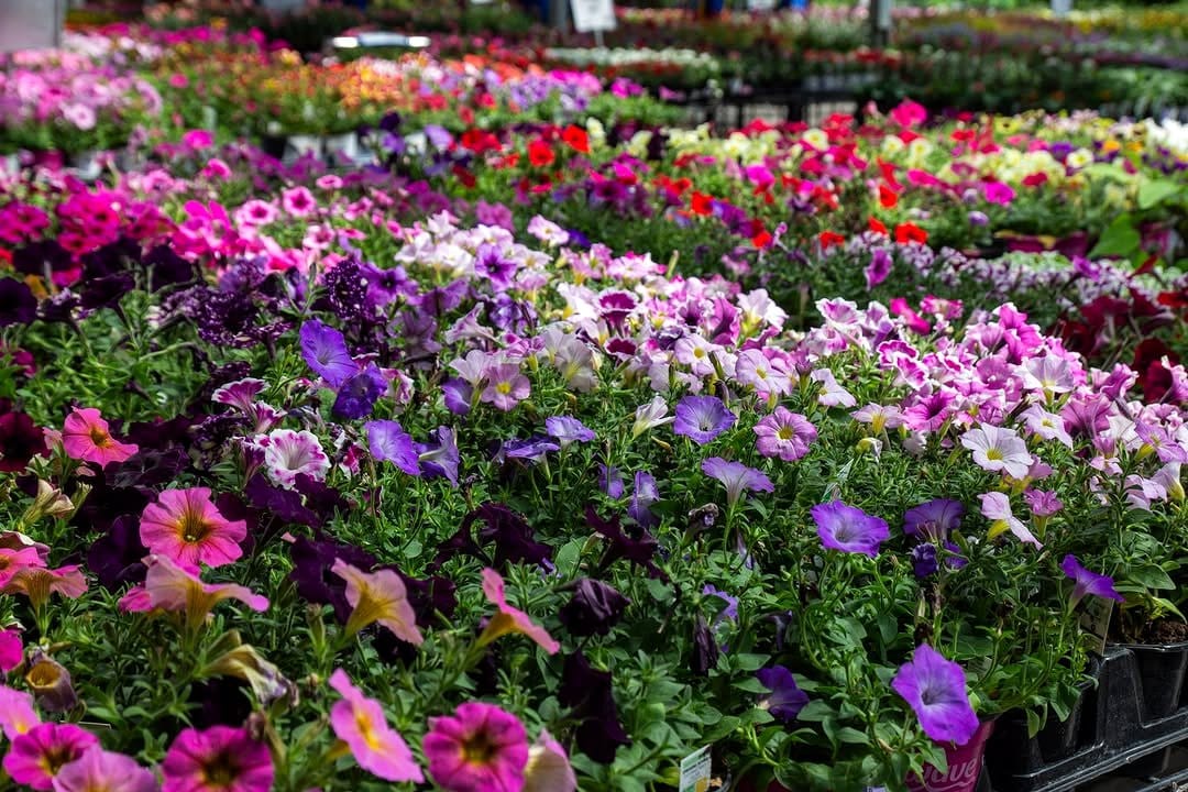 vibrant petunias spilling over basket