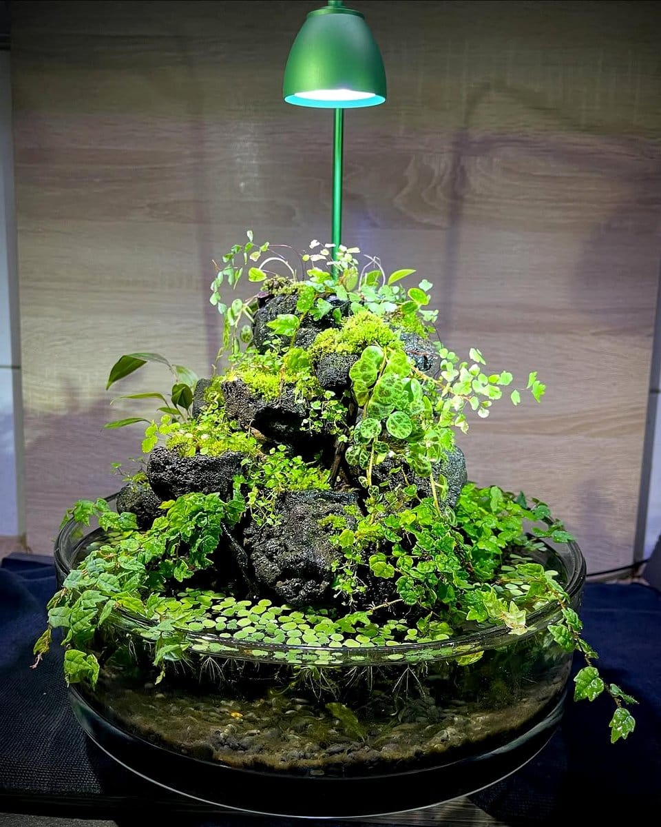aquarium with volcanic rocks