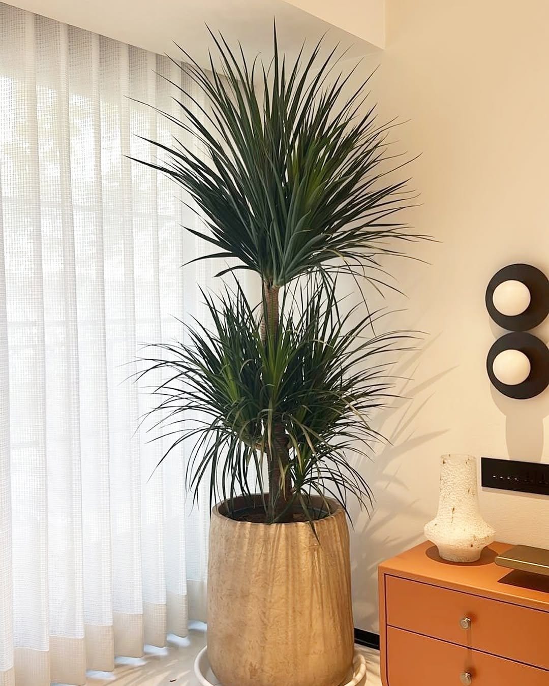 Striking dracaena in tall ceramic planter