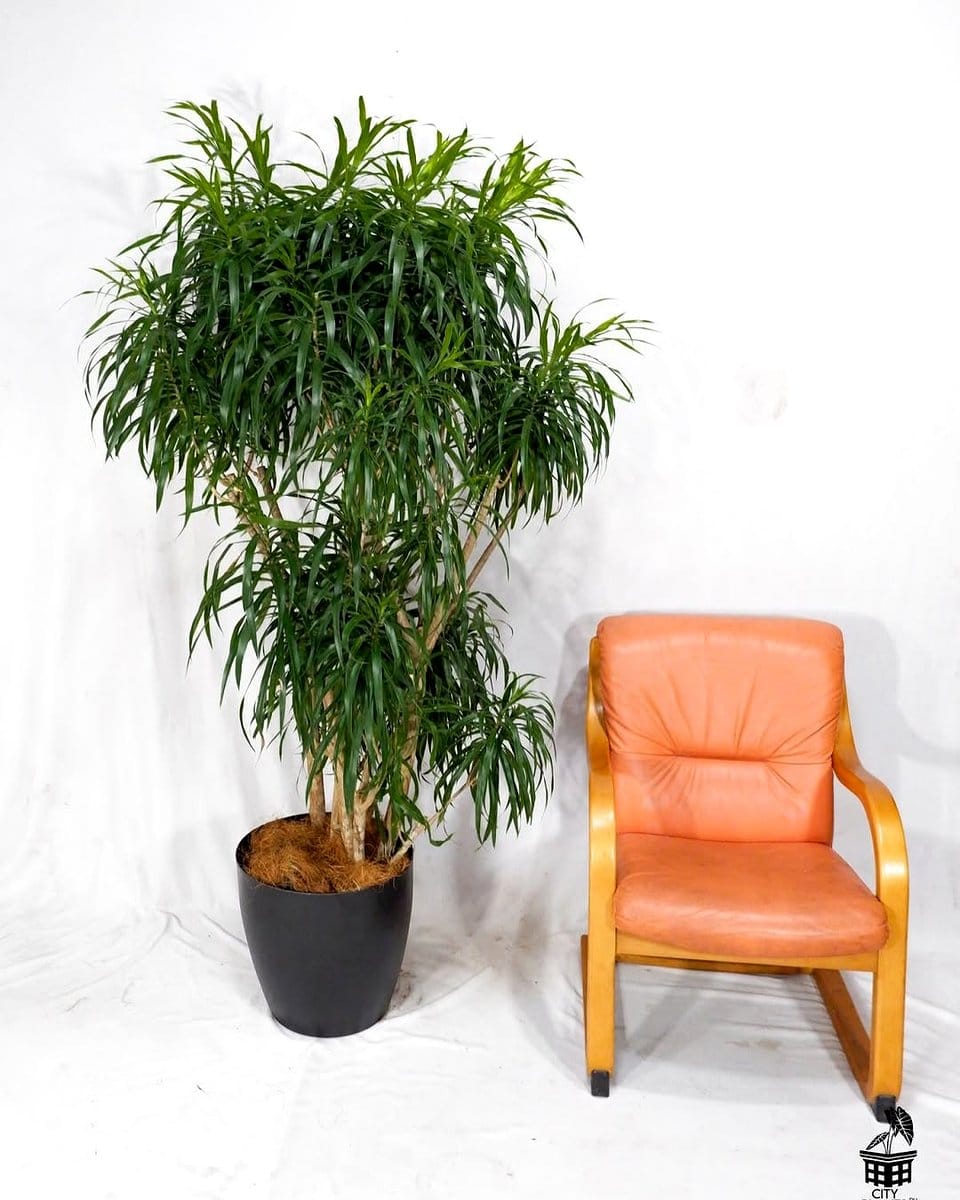 dracaena in entryway
