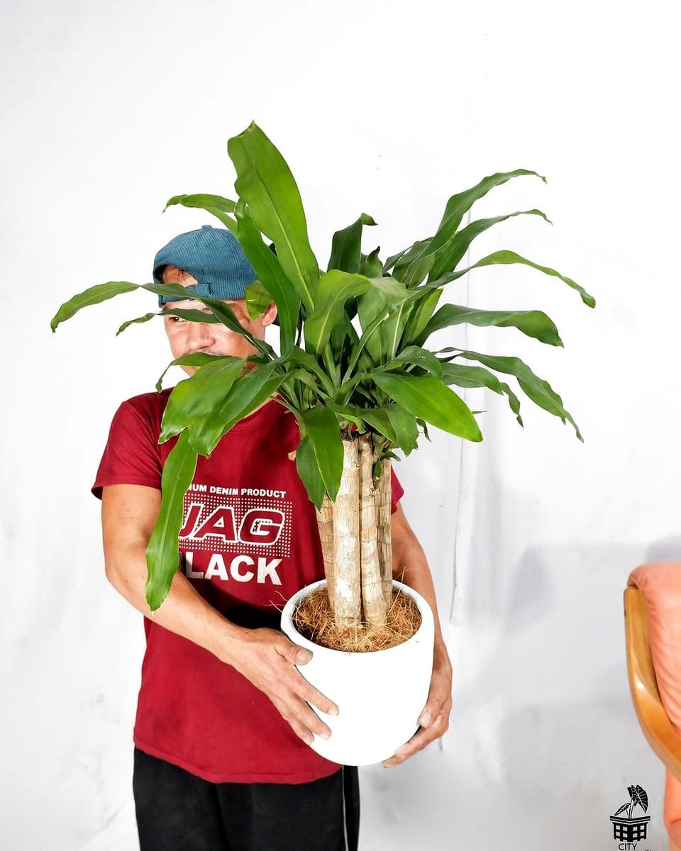 dracaena plant in a sunny office corner