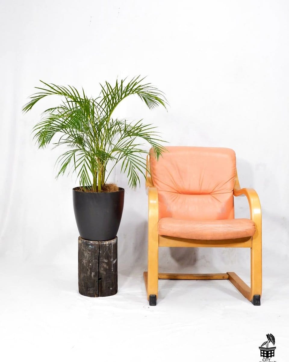 kentia palm in corner of a sunlit room