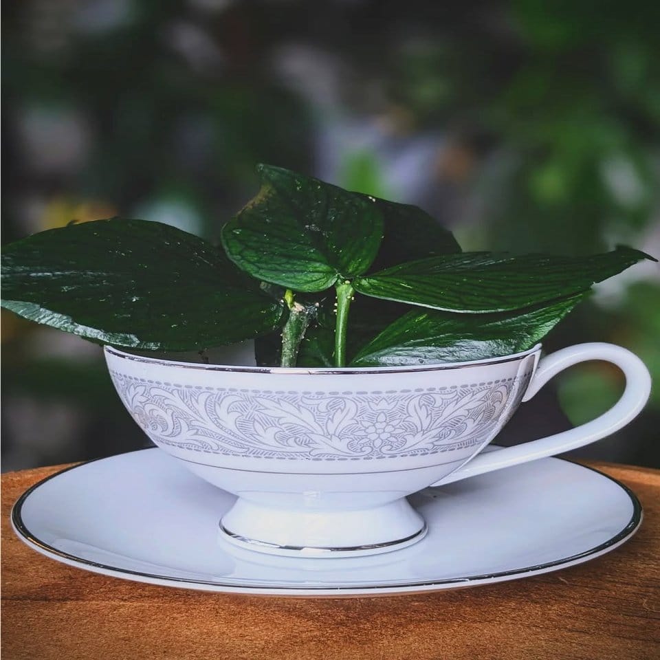 Vintage teacups with wild herbs
