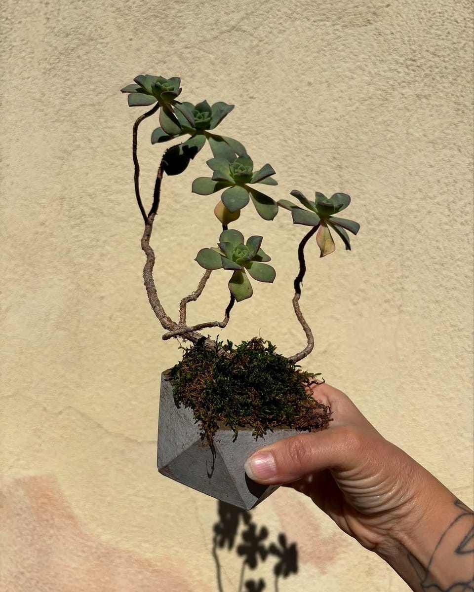 bonsai in geometric planter