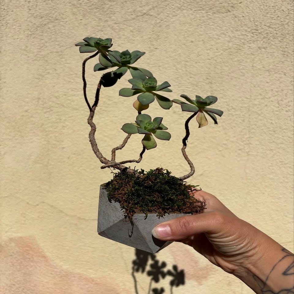 Geometric metal holders with succulents
