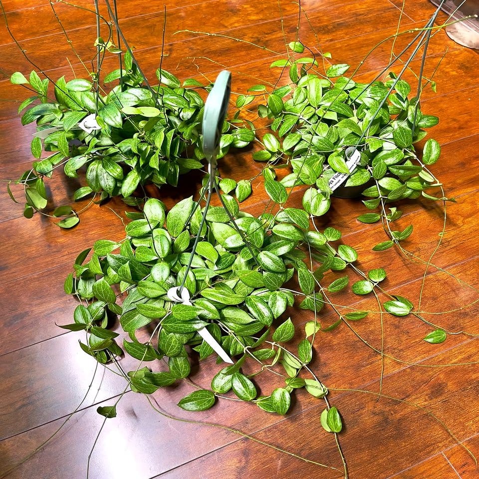 Varied height hanging plants