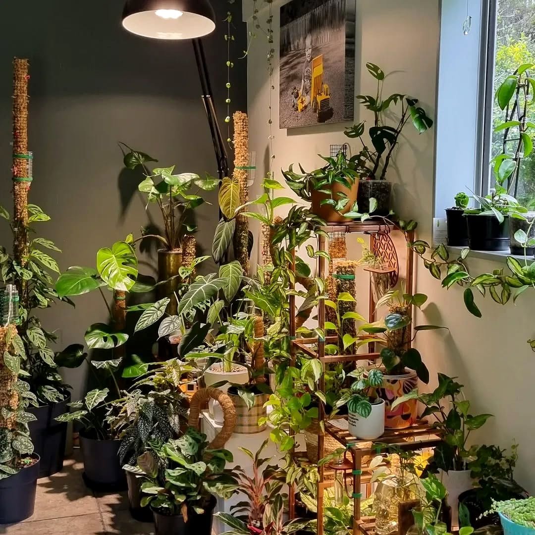 grow light over leafy plant