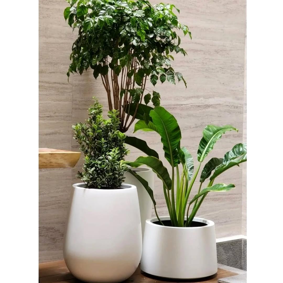 Tall potted plants in clay pots