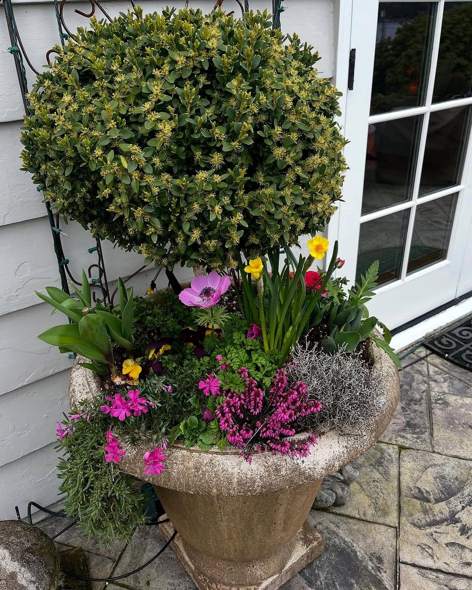 spicy arugula microgreens in a rustic planter