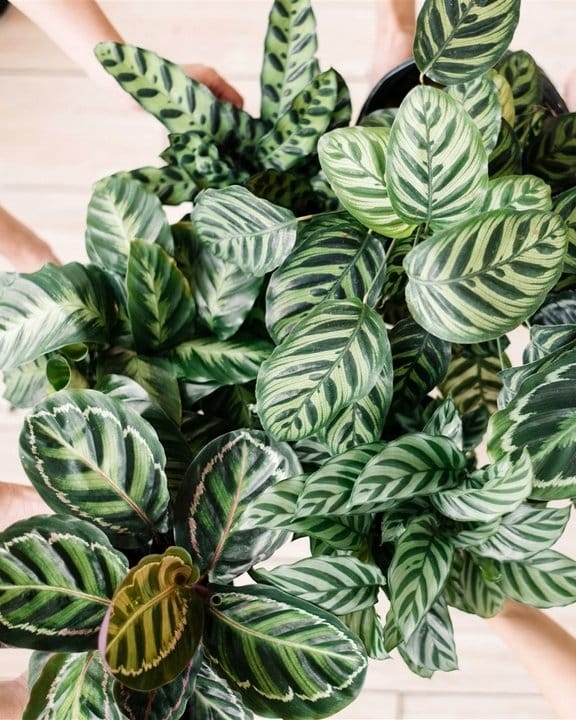 Calathea plant with variegated leaves in elegant pot