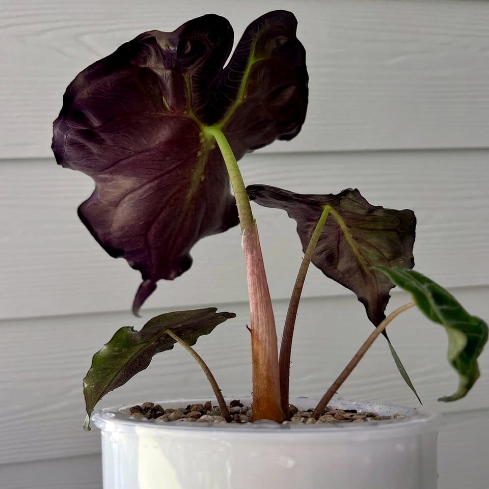 Alocasia plant with large leaves in corner nook