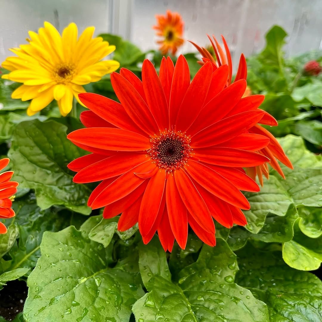 gerbera daisy in sunny spot