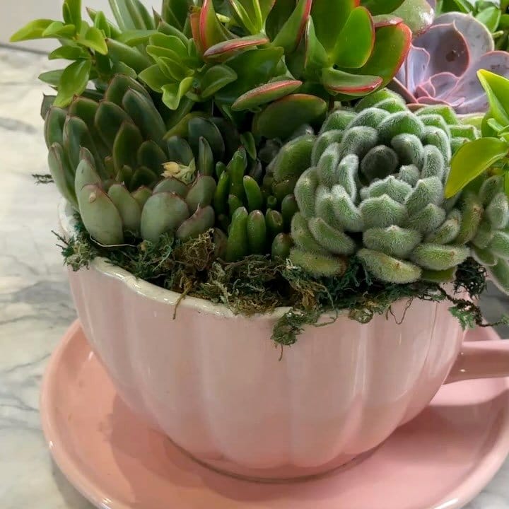 teacup terrarium with succulents
