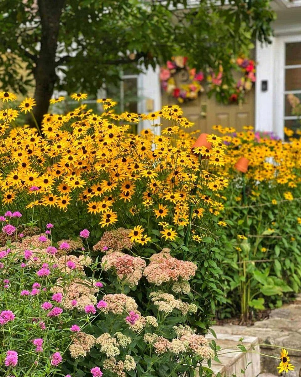 black-eyed Susan flowers in field