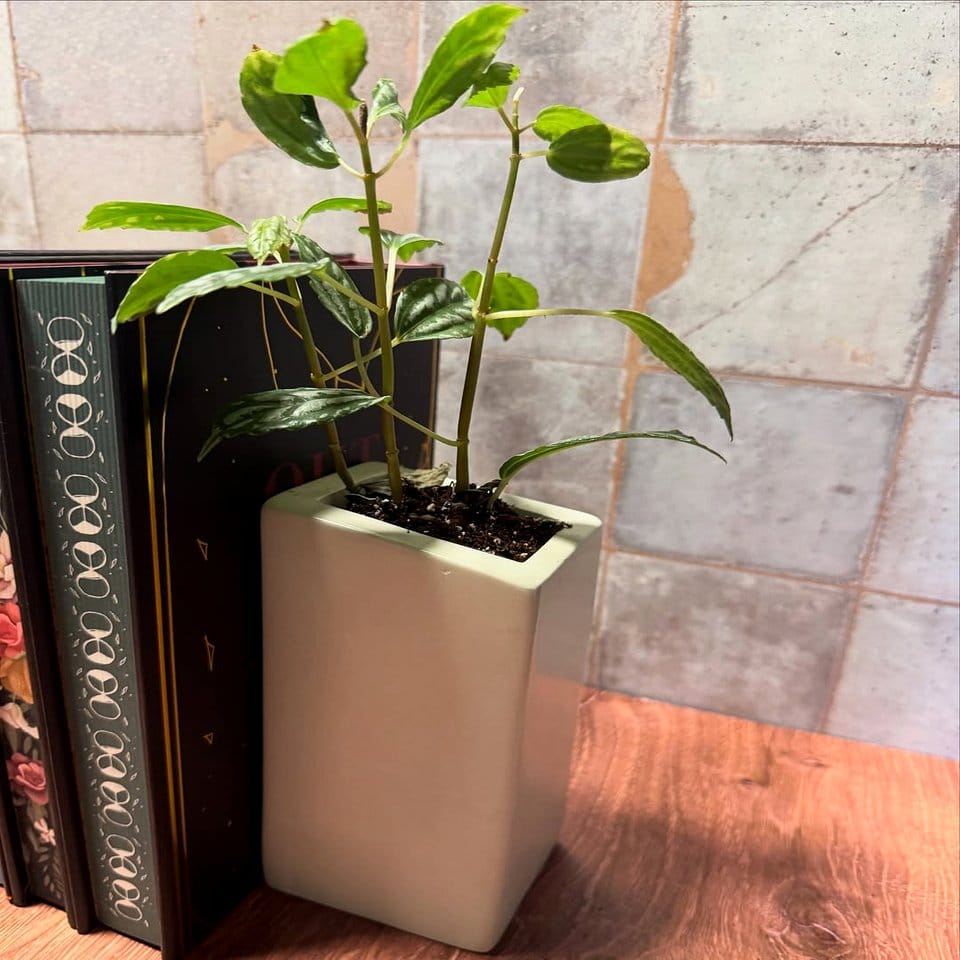 Bookend planters with small leafy plants