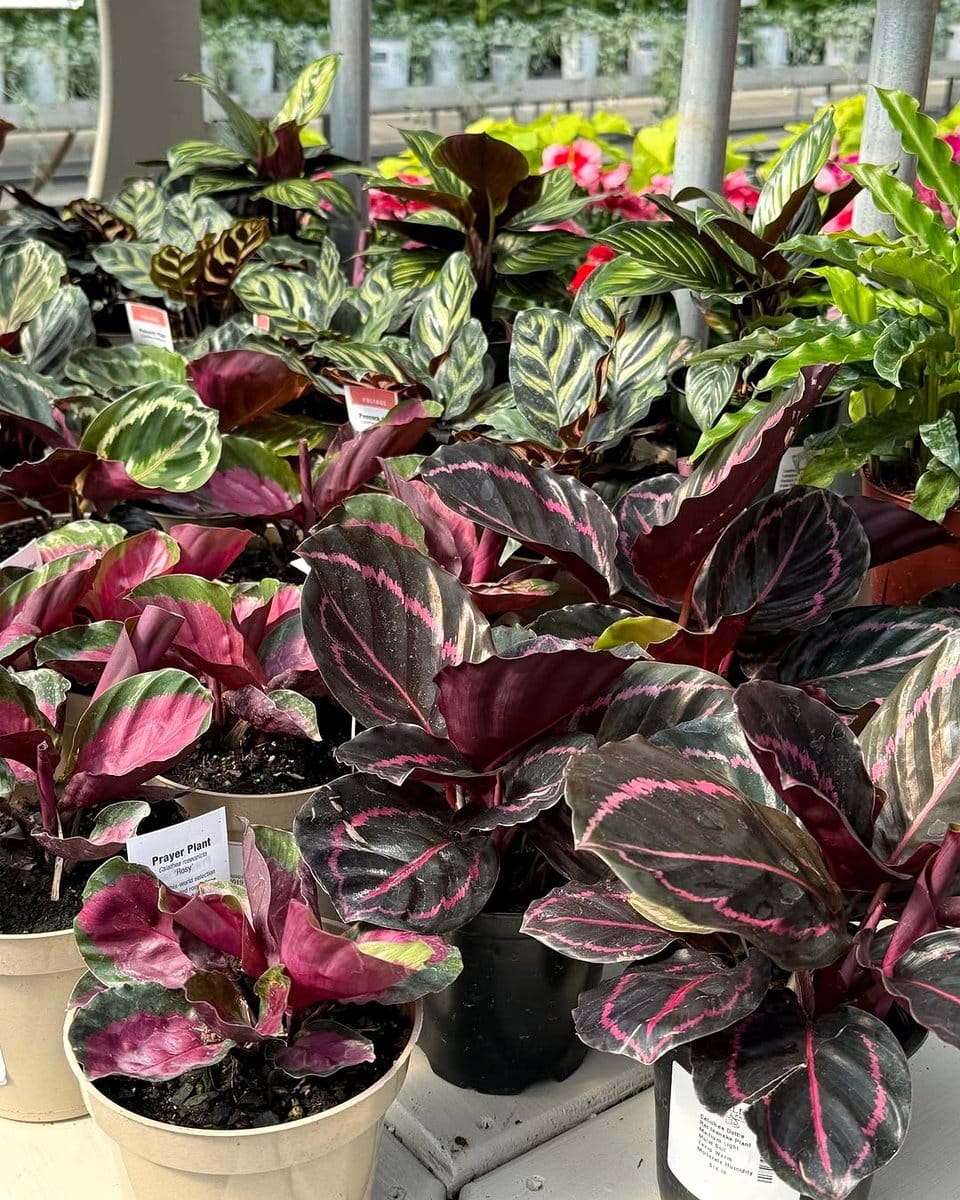 colorful calathea leaves