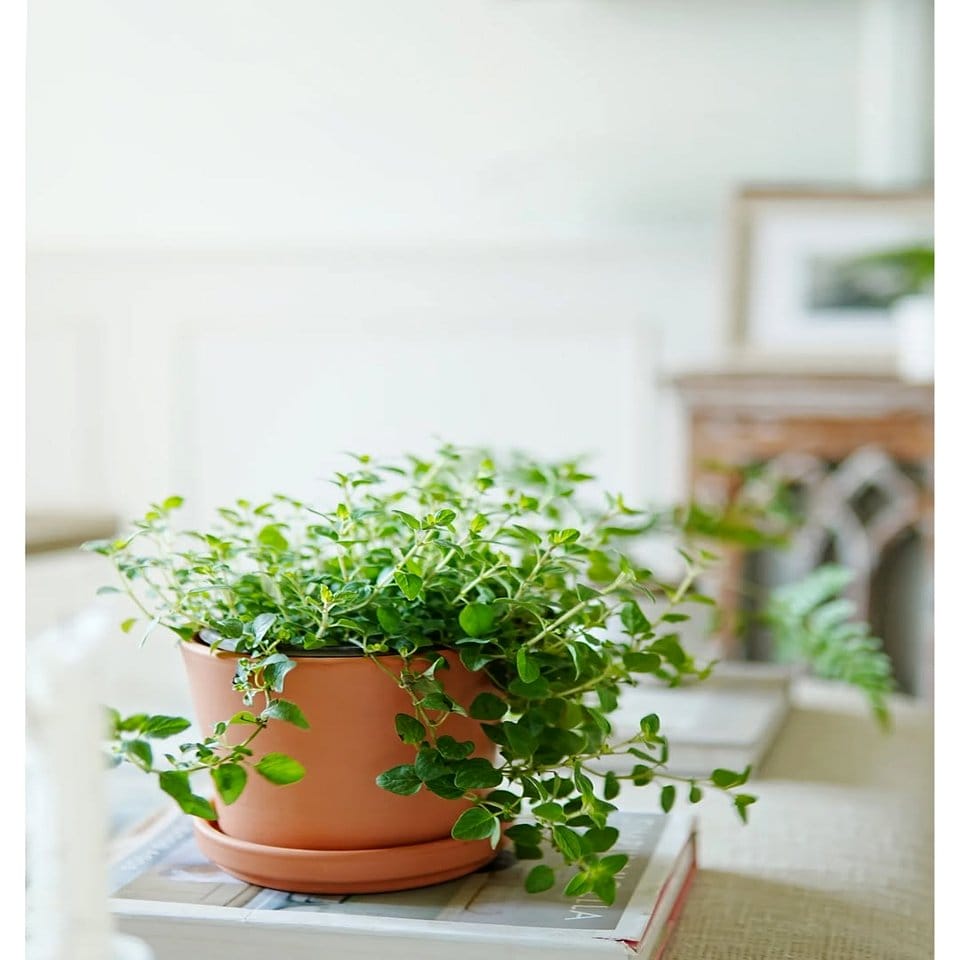 Eco-friendly room with Thai silk-wrapped pots