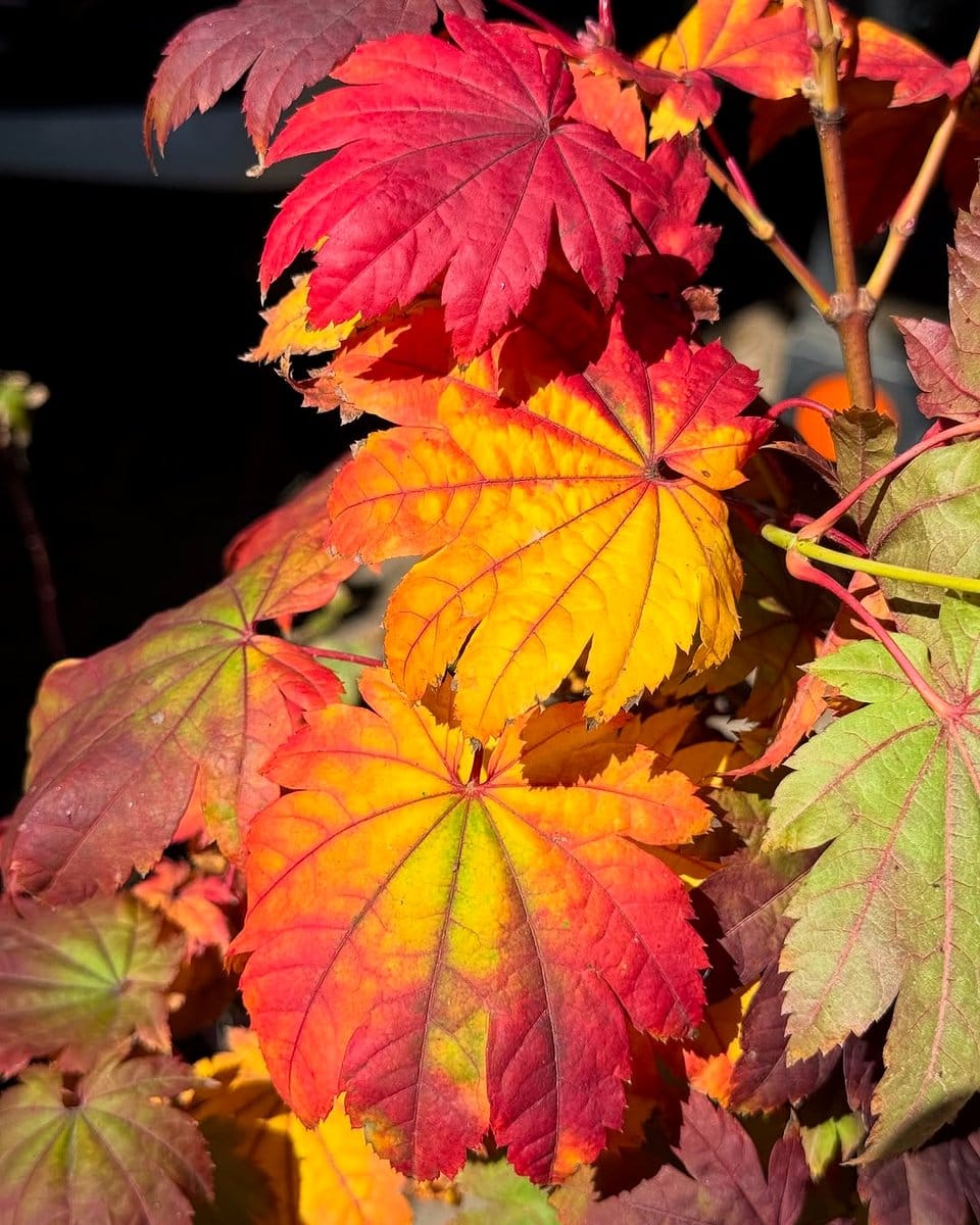 Japanese maple leaves in autumn