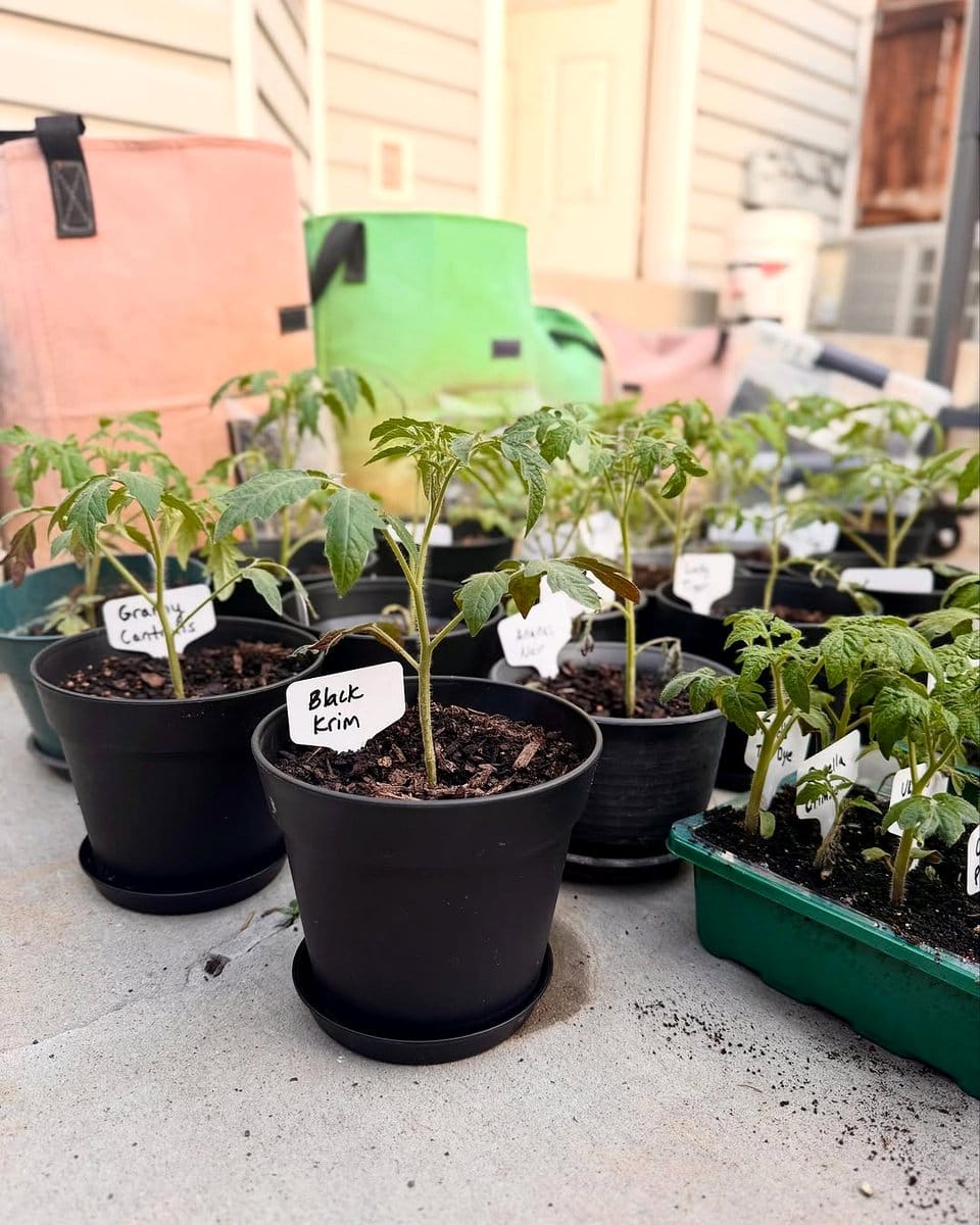 vermiculite in small seed pots